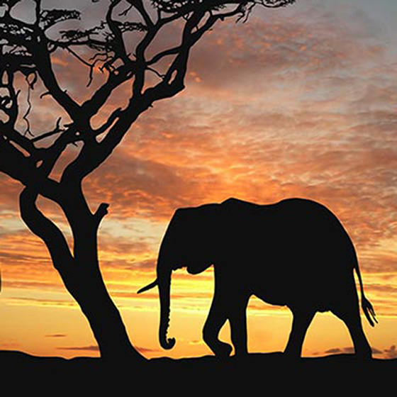Botswana Honeymoon